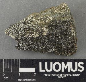  ( - H9243579)  @11 [ ] by-nc (2024) Erkka Laine Luomus