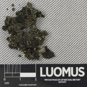  ( - H9243488)  @11 [ ] by-nc (2024) Erkka Laine Luomus