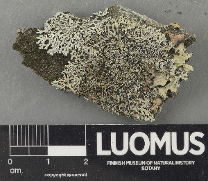  ( - H9243581)  @11 [ ] by-nc (2024) Erkka Laine Luomus