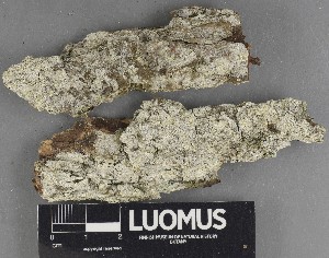  ( - H9247307)  @11 [ ] by-nc (2025) Erkka Laine Luomus