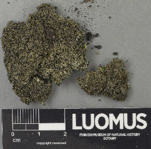  ( - H9243302)  @11 [ ] by-nc (2024) Erkka Laine Luomus