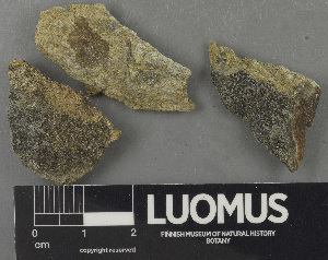  ( - H9243117)  @11 [ ] by-nc (2024) Erkka Laine Luomus