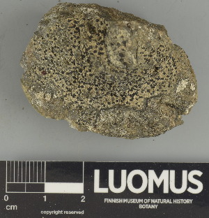  ( - H9247476)  @11 [ ] by-nc (2025) Erkka Laine Luomus