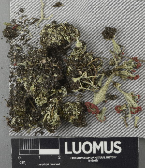  ( - H9243024)  @11 [ ] by-nc (2024) Erkka Laine Luomus