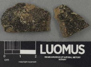  ( - H9243122)  @11 [ ] by-nc (2024) Erkka Laine Luomus