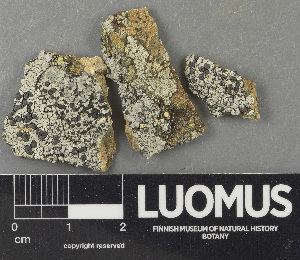  ( - H9243495)  @11 [ ] by-nc (2024) Erkka Laine Luomus