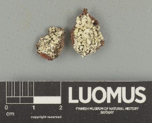  ( - H9247716)  @11 [ ] by-nc (2025) Erkka Laine Luomus