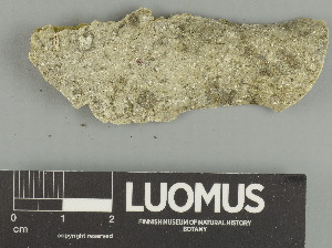  ( - H9247622)  @11 [ ] by-nc (2025) Erkka Laine Luomus