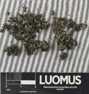  ( - H9243501)  @11 [ ] by-nc (2024) Erkka Laine Luomus