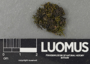  (Scytinium gelatinosum - H9243594)  @11 [ ] by-nc (2024) Erkka Laine Luomus