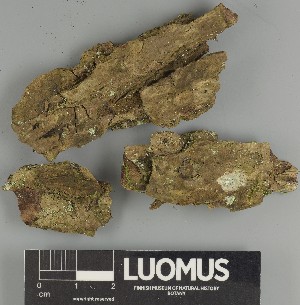  ( - H9247320)  @11 [ ] by-nc (2025) Erkka Laine Luomus