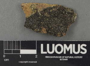  (Rhizocarpon polycarpum - H9243129)  @11 [ ] by-nc (2024) Erkka Laine Luomus