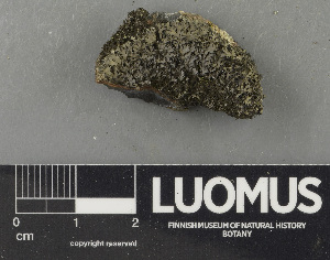  ( - H9243503)  @11 [ ] by-nc (2024) Erkka Laine Luomus