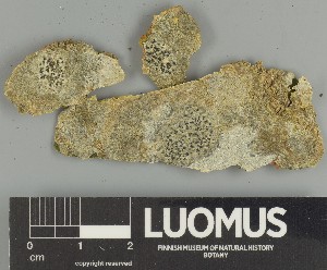  ( - H9247324)  @11 [ ] by-nc (2025) Erkka Laine Luomus