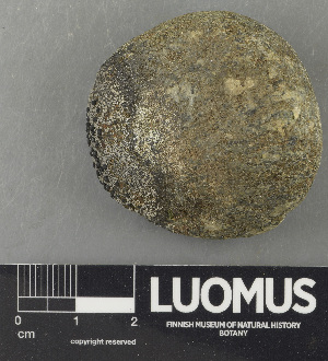  ( - H9243691)  @11 [ ] by-nc (2024) Erkka Laine Luomus