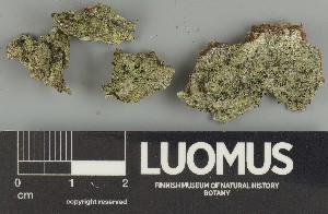  ( - H9247325)  @11 [ ] by-nc (2025) Erkka Laine Luomus