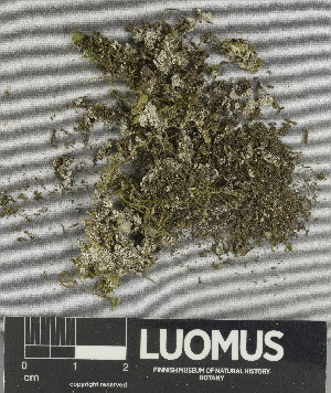  ( - H9247413)  @11 [ ] by-nc (2025) Erkka Laine Luomus