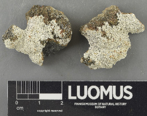  ( - H9243509)  @11 [ ] by-nc (2024) Erkka Laine Luomus