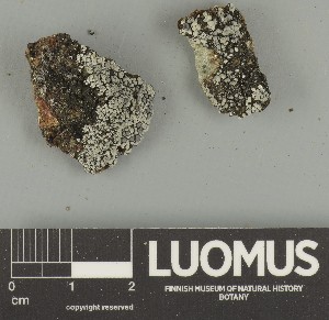  ( - H9247731)  @11 [ ] by-nc (2025) Erkka Laine Luomus