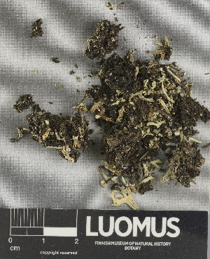  ( - H9247478)  @11 [ ] by-nc (2025) Erkka Laine Luomus