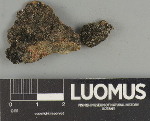  ( - H9247479)  @11 [ ] by-nc (2025) Erkka Laine Luomus