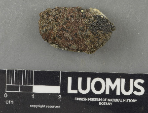  ( - H9243606)  @11 [ ] by-nc (2024) Erkka Laine Luomus
