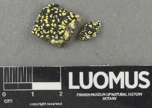  ( - H9243699)  @11 [ ] by-nc (2024) Erkka Laine Luomus