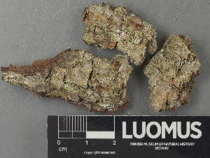  ( - H9243238)  @11 [ ] by-nc (2024) Erkka Laine Luomus