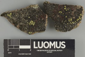  ( - H9247336)  @11 [ ] by-nc (2025) Erkka Laine Luomus