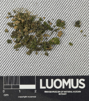  ( - H9243326)  @11 [ ] by-nc (2024) Erkka Laine Luomus