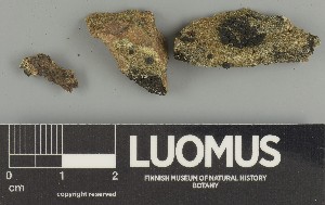  ( - H9247338)  @11 [ ] by-nc (2025) Erkka Laine Luomus