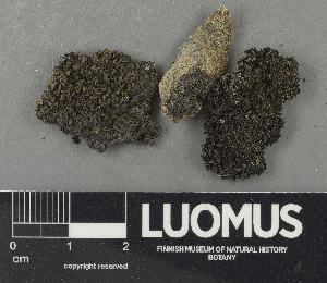  ( - H9243519)  @11 [ ] by-nc (2024) Erkka Laine Luomus