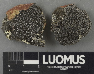  ( - H9243055)  @11 [ ] by-nc (2024) Erkka Laine Luomus