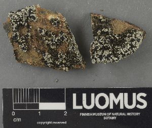  ( - H9243148)  @11 [ ] by-nc (2024) Erkka Laine Luomus