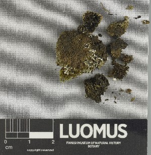  ( - H9247340)  @11 [ ] by-nc (2025) Erkka Laine Luomus