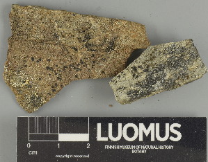  ( - H9247424)  @11 [ ] by-nc (2025) Erkka Laine Luomus