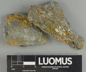  (Gyalolechia flavovirescens - H9247488)  @11 [ ] by-nc (2025) Erkka Laine Luomus