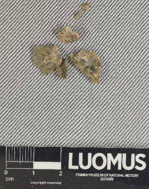  (Verrucaria pachyderma - H9225000)  @11 [ ] by-nc (2025) Erkka Laine Luomus