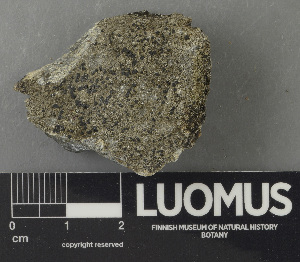  (Rhizocarpon timdalii - H9243254)  @11 [ ] by-nc (2024) Erkka Laine Luomus