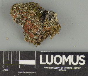  ( - H9247434)  @11 [ ] by-nc (2025) Erkka Laine Luomus