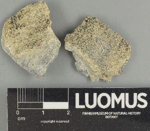  ( - H9247498)  @11 [ ] by-nc (2025) Erkka Laine Luomus