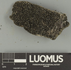  ( - H9247661)  @11 [ ] by-nc (2025) Erkka Laine Luomus