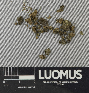  ( - H9243164)  @11 [ ] by-nc (2024) Erkka Laine Luomus