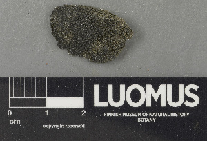  ( - H9243536)  @11 [ ] by-nc (2024) Erkka Laine Luomus
