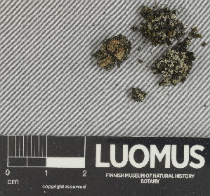  ( - H9247436)  @11 [ ] by-nc (2025) Erkka Laine Luomus