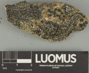  ( - H9247662)  @11 [ ] by-nc (2025) Erkka Laine Luomus