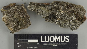  ( - H9237672.1)  @11 [ ] by-nc (2025) Erkka Laine Luomus
