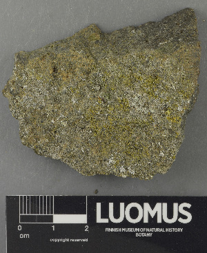  ( - H9243166)  @11 [ ] by-nc (2024) Erkka Laine Luomus