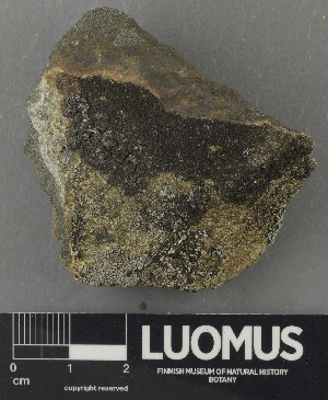  (Phaeophyscia cf. endococcina - H9243168)  @11 [ ] by-nc (2024) Erkka Laine Luomus