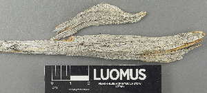  (Xylographa bjoerkii - H9243351)  @11 [ ] by-nc (2024) Erkka Laine Luomus